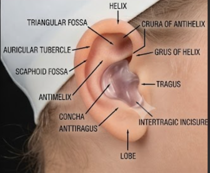 Molded plug sealing the ear canal, anatomy labeled